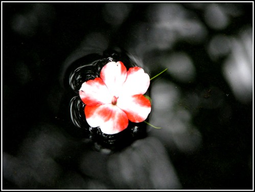 Even on the road to hell a flower will make you smile... by Manoj Kengudelu
