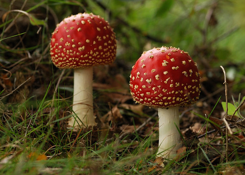 Pixie Lot | by Paul:Ritchie
