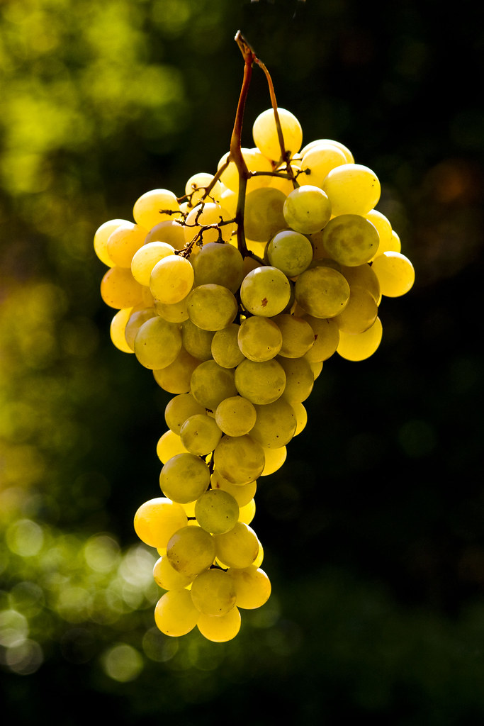 grape by Paolo Brunetti