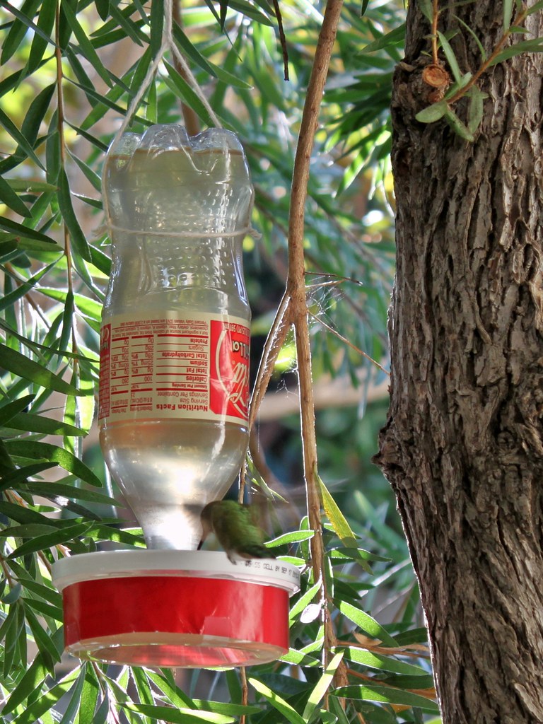 "Tips for placing a bird feeder in the garden"