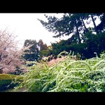 桜色 萌黄色 日本の春の色  #桜 #sakura