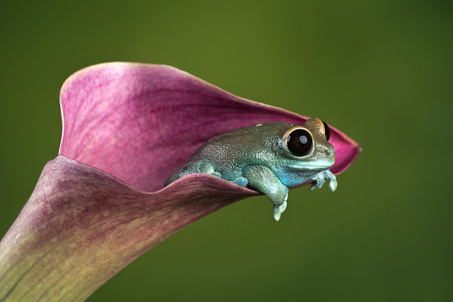 Ruby-eyed tree frog