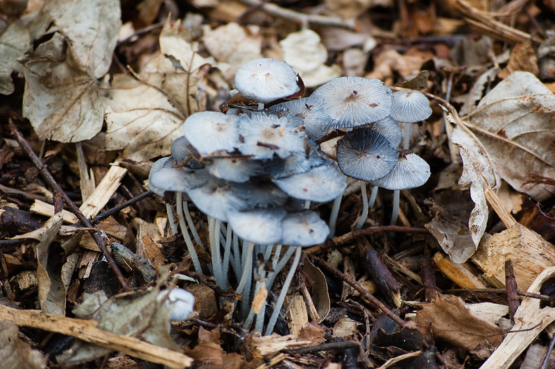 Hare's foot inkcap mushroom