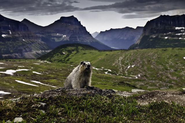 Hoary Marmot says Hi! from Logan Pass, Glacier N.P.