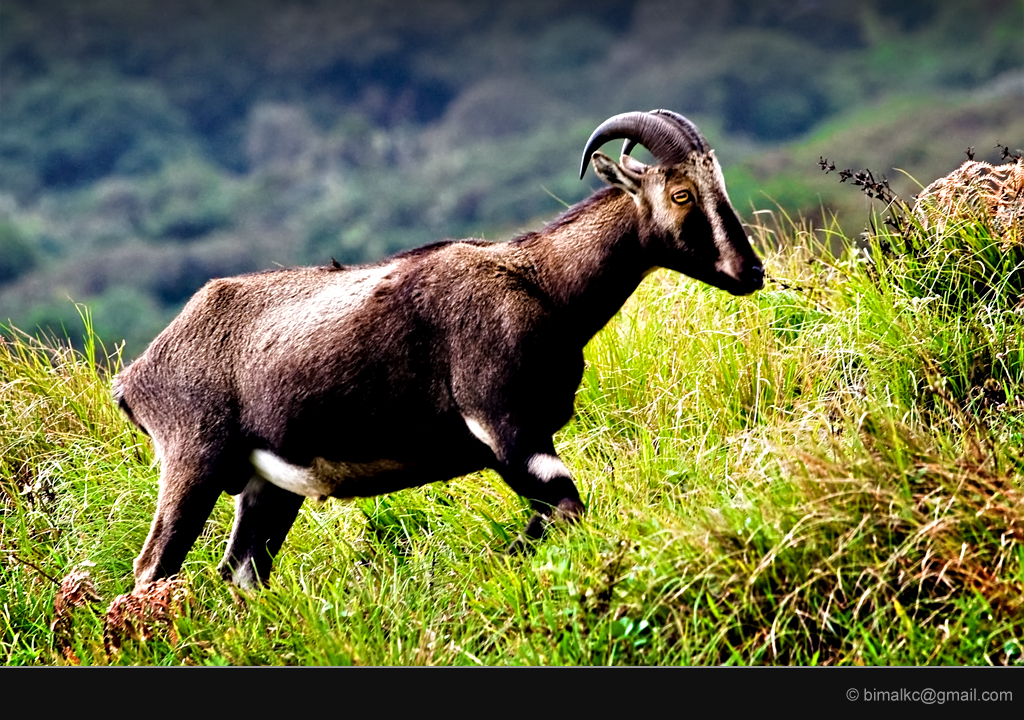 nilgiri-tahr