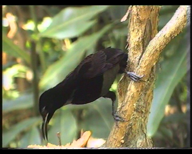 Ptilorus victoriae (Victorian Riflebird; Duwuduwu) - captive
