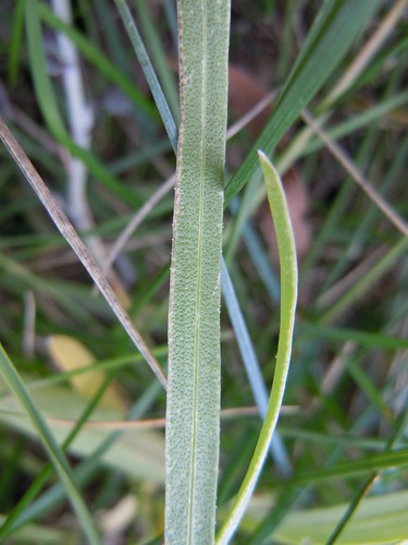 montana bozeman herb asteraceae perennial liatrispunctata burkepark dottedblazingstar sagebrushsteppe drysite