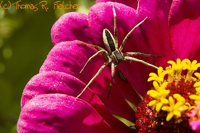 Nursery Web Spider on Zinnia blossom