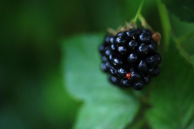 Blackberry & Spider 09/52