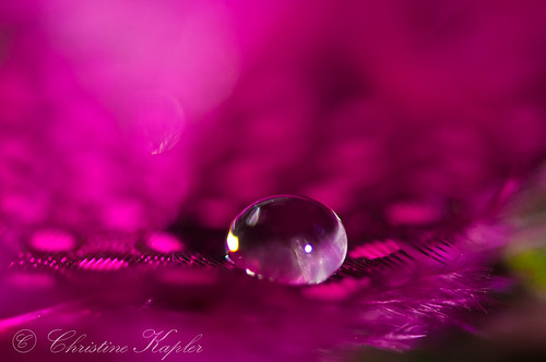 Friday purples/magentas... by Christine Kapler / PASSED AWAY