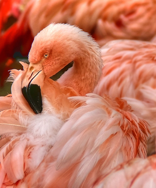 HDR Enhanced Flamingo