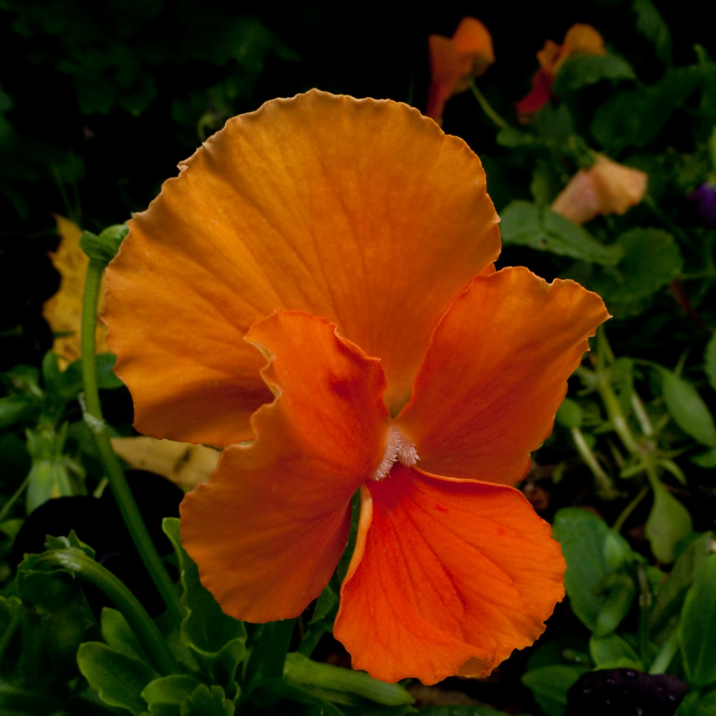 Orange Pansy | Fitting colors for the halloween season, this… | Flickr
