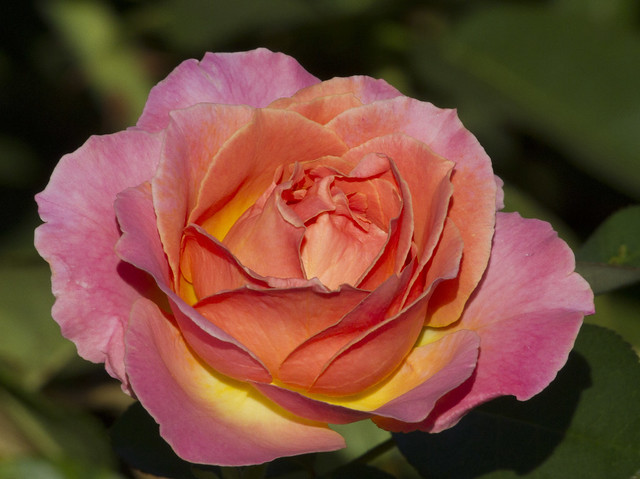 Rose from Rosedal Park
