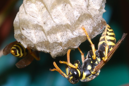 WASPS by *lucaNRT*