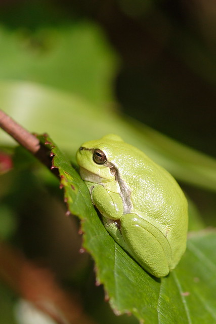 European tree frog / Boomkikker (Hyla arborea)