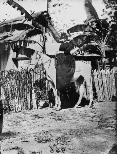 horses photographer queensland pioneers statelibraryofqueensland bananatrees womensfashion slq williamboag