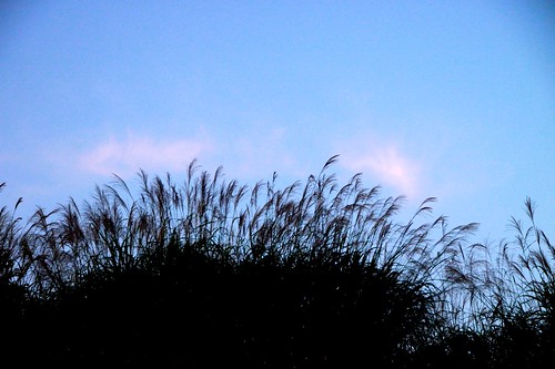 pink sky cloud grass sunrise japanesepampasgrass ススキ
