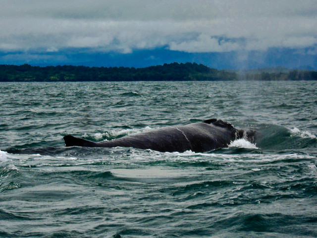 Boca Brava 12 - Whale