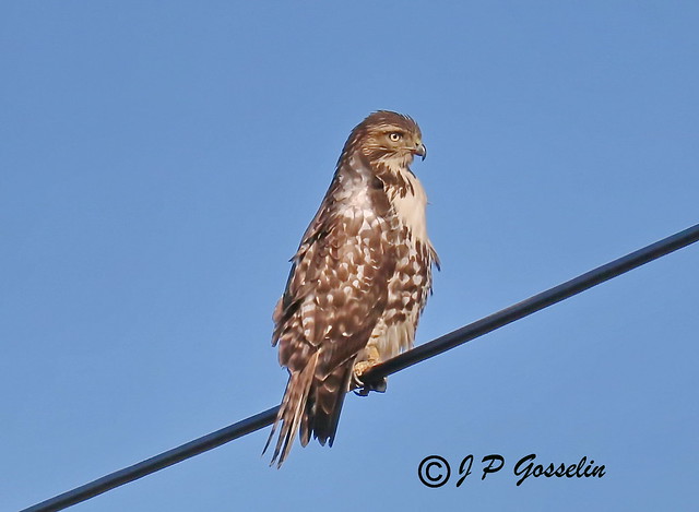 JUVENILE RED-TAILED HAWK | BUSE A QUEUE ROUSSE IMMATURE  |  BUTEO JAMAICENSIS |  FAUCON  | MONTREAL  | YUL | CYUL