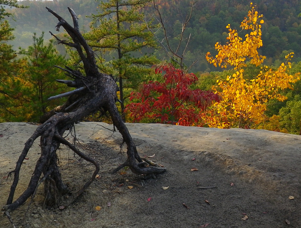 AUXIER RIDGE