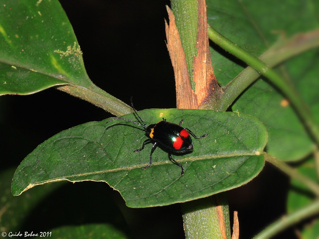 Chrysomelidae from a Papuan montain rainforest