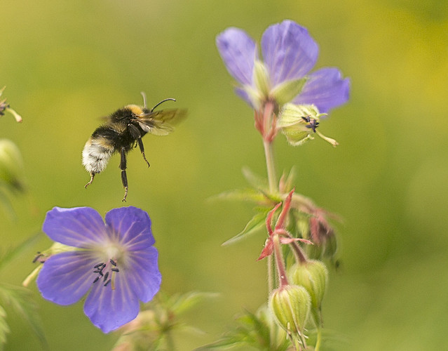 Busy bee with Meadow Cranesbill.