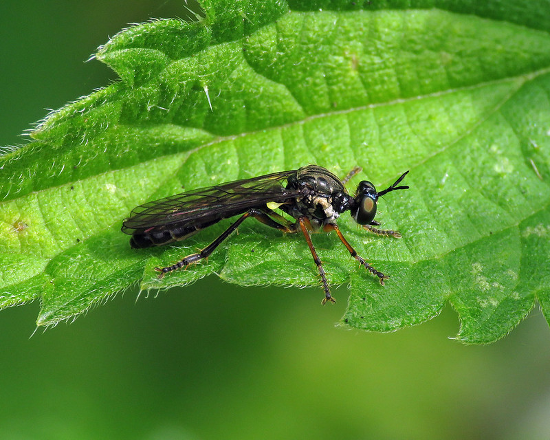 Stripe-legged Robberfly - Dioctria baumhaueri