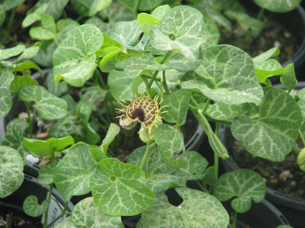 Aristolochia fimbriata