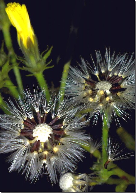 taken 05.09.2010 - Asteraceae : Picris hieracioides - Habichtskraut -
