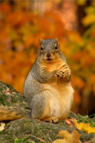 getting ready for winter 2 | by earl_wg