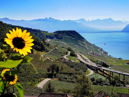 lake alps alpes landscape switzerland vineyard highway view suisse lac sunflower autoroute paysage léman vignoble tournesol vaud lavaux grandvaux bbng