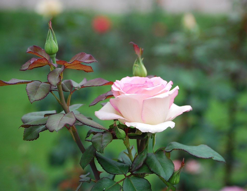 Rosa | Baden Baden, Germany, Rosengarten in der Gönneranlage… | Flickr