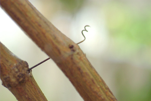 tendril of the wine | by babu kantamneni