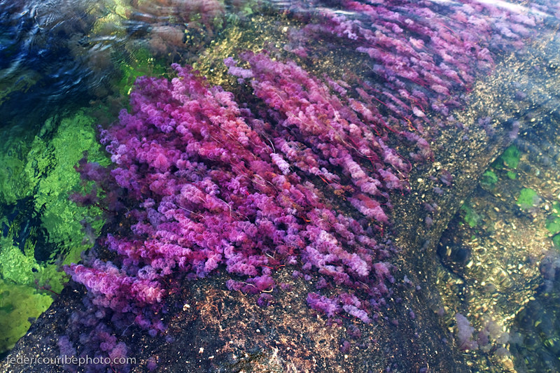 Caño Cristales,Colombia