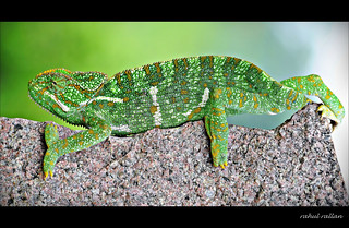 Personality chameleon what a is Symbolic Chameleon