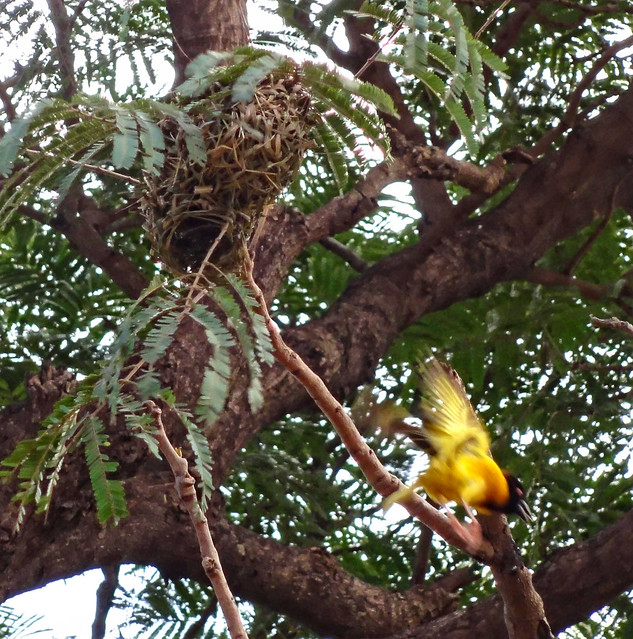 Black & Yellow Weaver Bird