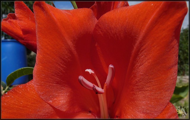 Macro shot of a beautiful red flower in San Millan / Macro de una bella flor roja en San Millan