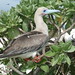 Red footed booby - Chesterfield Reef