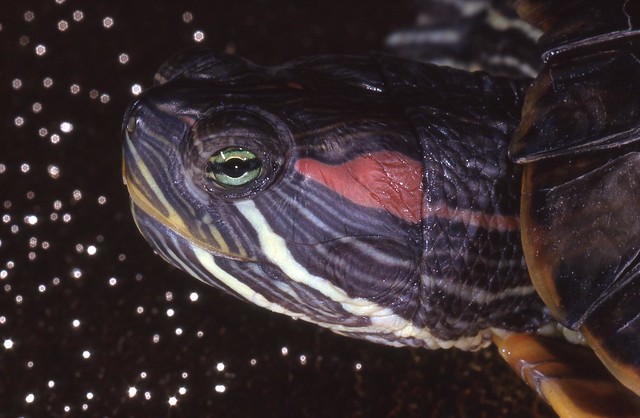 Terrapin - Wasserschildkröte - Rotwange