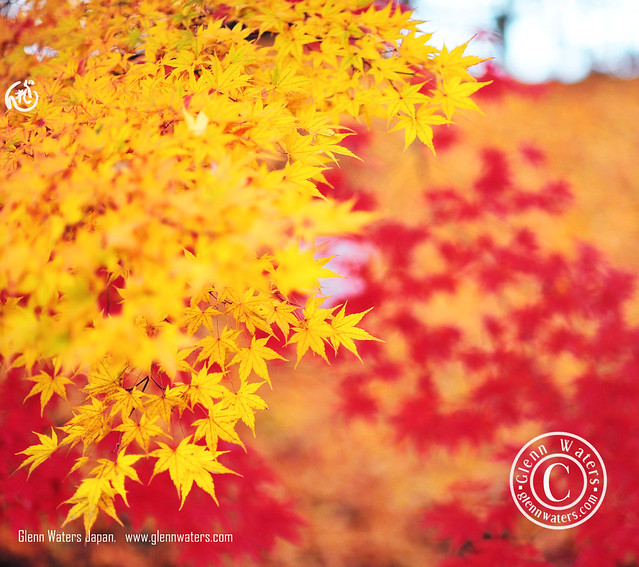 Gold and Red. © Glenn E Waters. Hirosaki. Over 6,000 visits to this photo.
