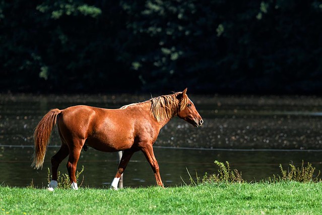 horse - cheval