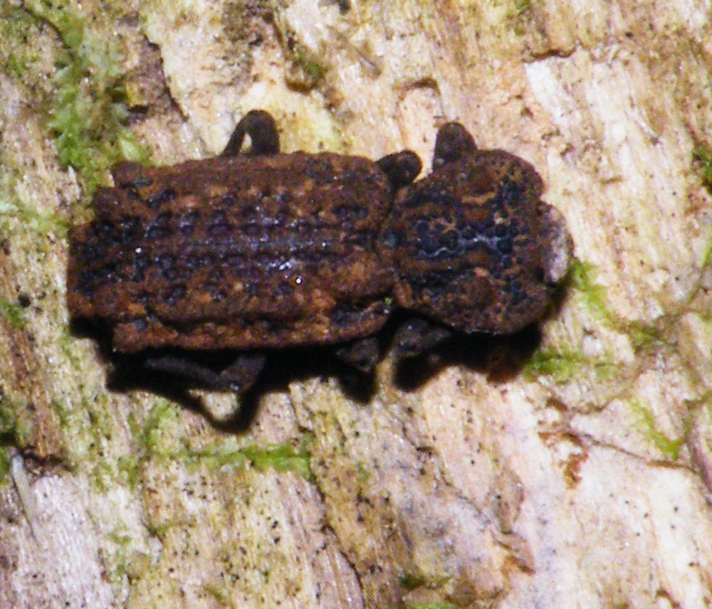 Phellopsis Phellopsis obcordata / Zophéride des bois morts | Identifica… | Flickr