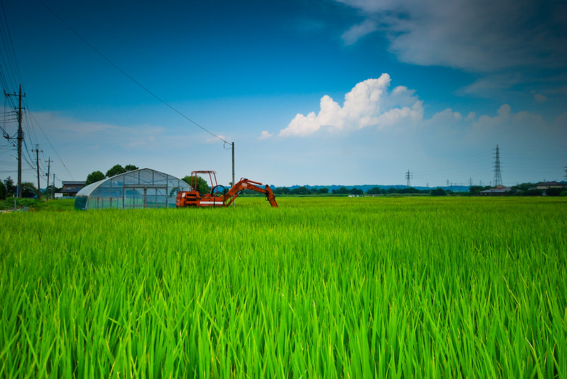 Tỷ lệ tự túc lương thực Nhật Bản giảm còn 37%, thấp xa mục tiêu 45%
