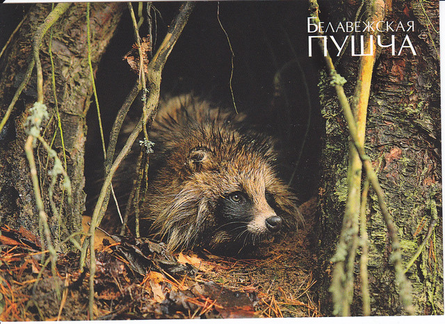 UNESCO Bialowieza Forest Raccoon Postcard