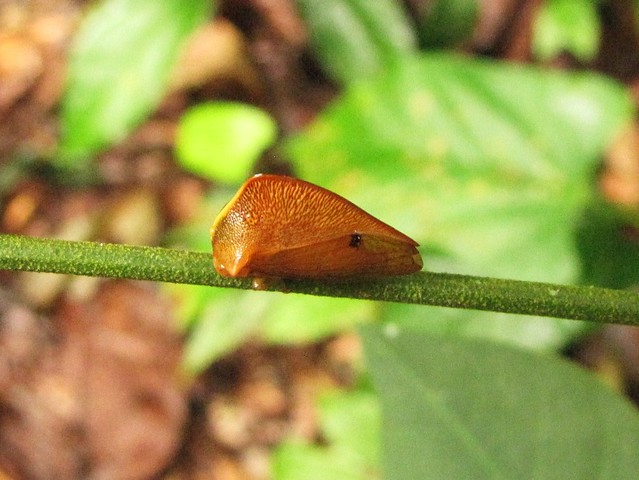 Cymbomorpha sp. a)