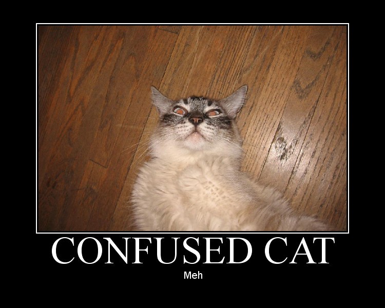 Confused Cat Meme