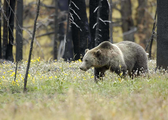 Threatened grizzly bear (Ursus arctos horribilis), Yellowstone National Park