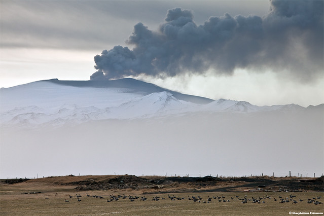 Eyjafjallajökull erupting volcano - The Pink-footed geese arrival