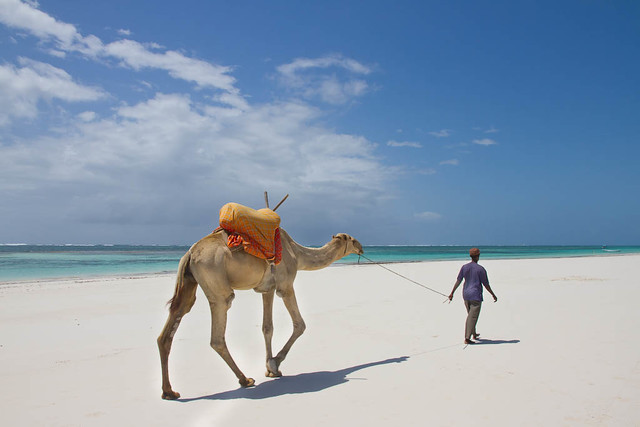 Camel walking on Kenyan beach
