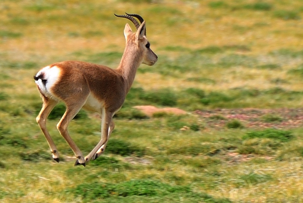 Tibetan gazelles Goa or Go ba དགོ་བ (Procapra picticaudata… | Flickr
